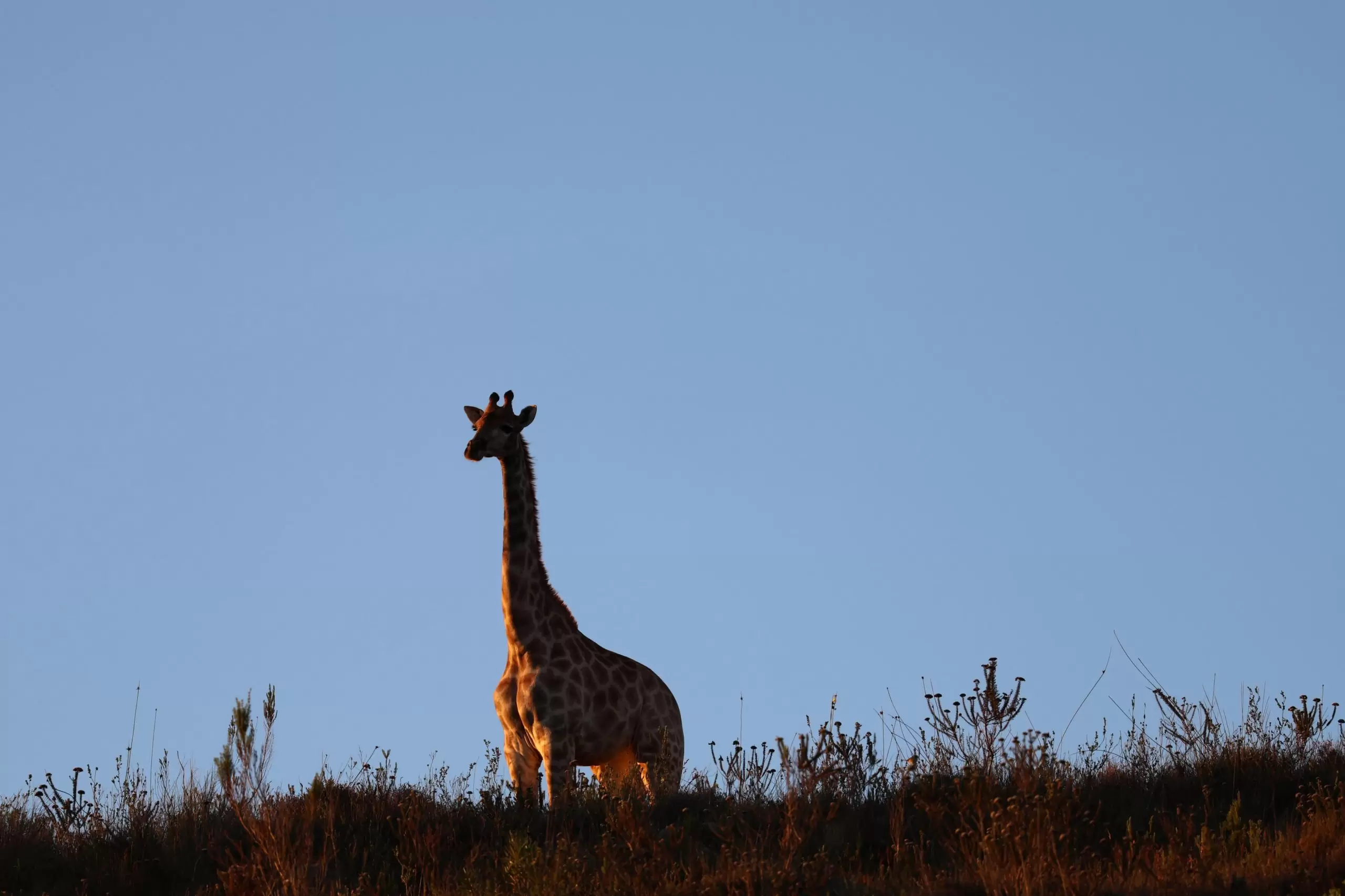 Giraffe-2-scaled