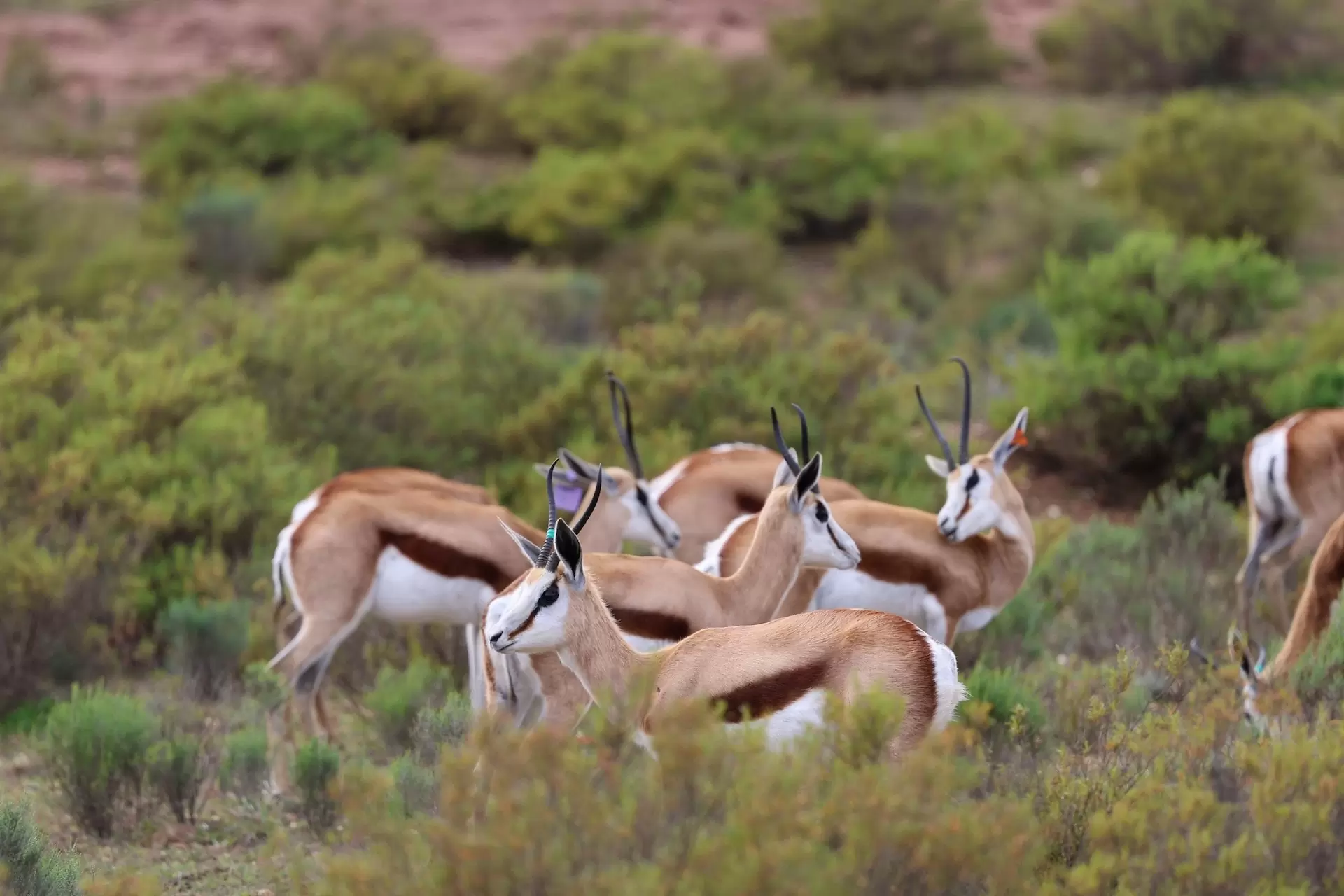 Group-of-Springbuck