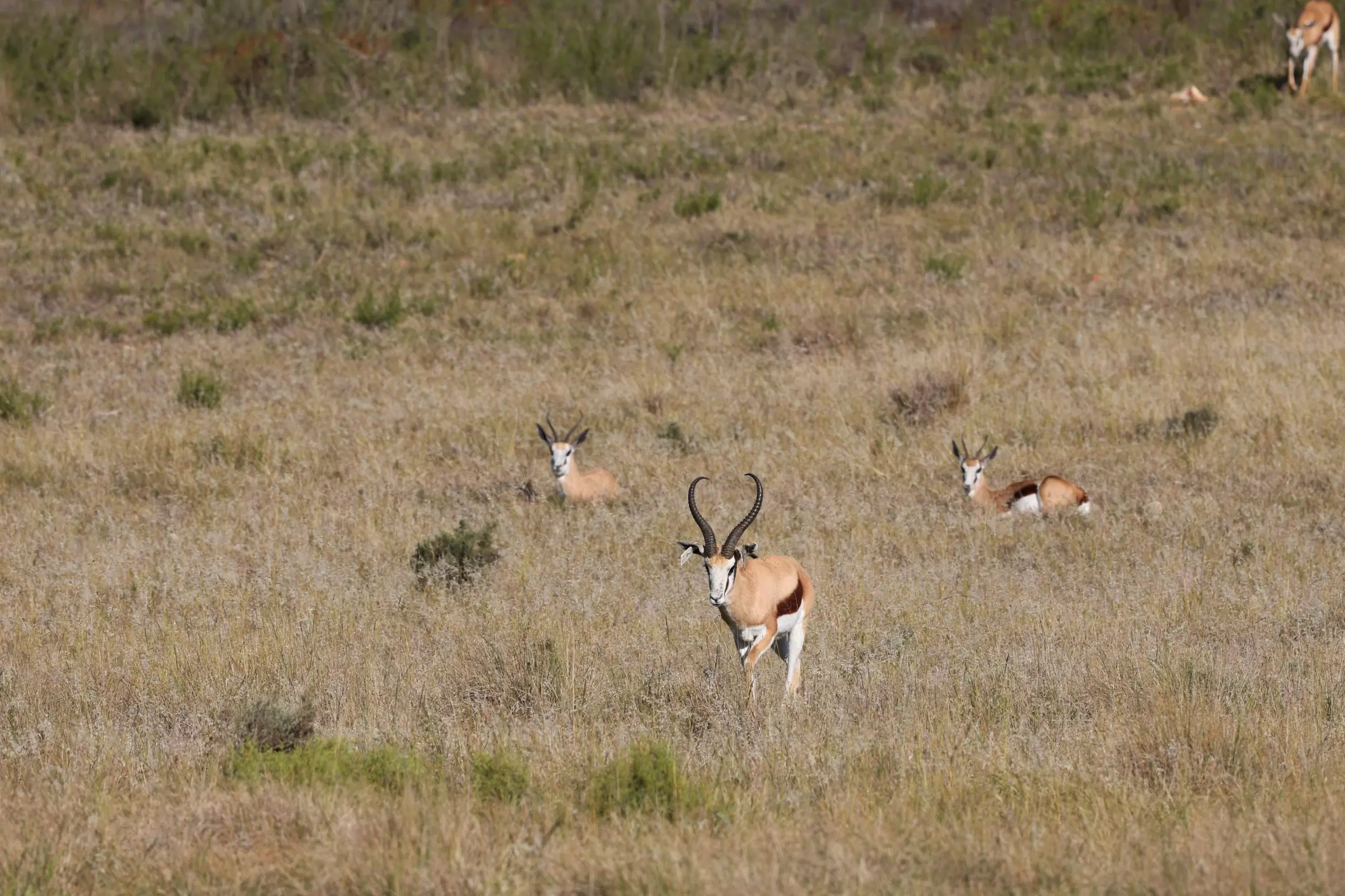 Group-of-Springbuck-3-scaled